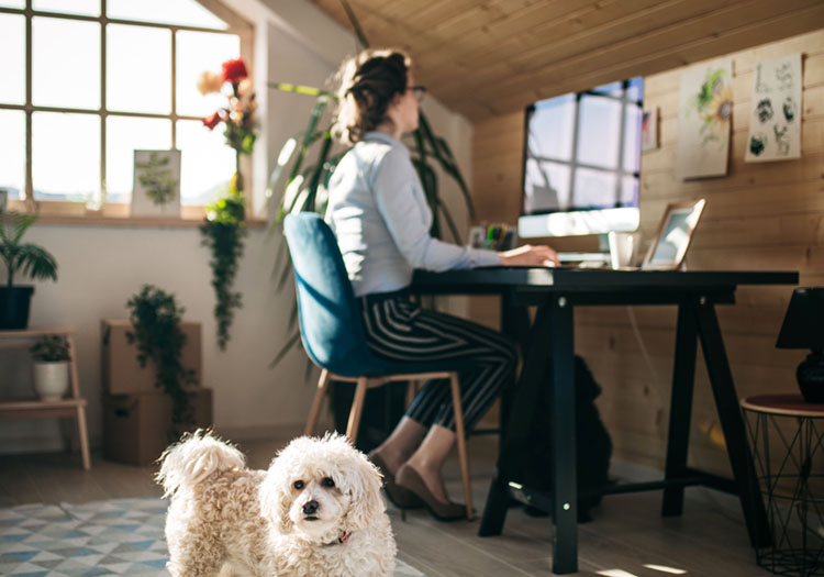 Businesswoman Working In Office While Little Dog Playing With Ball Around